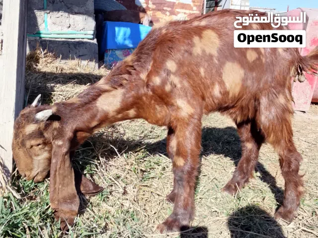 فحل نمري للبيع اقرأ الوصف