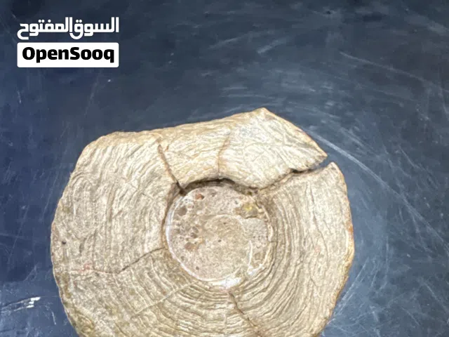 خشب متحجر أوحفورة