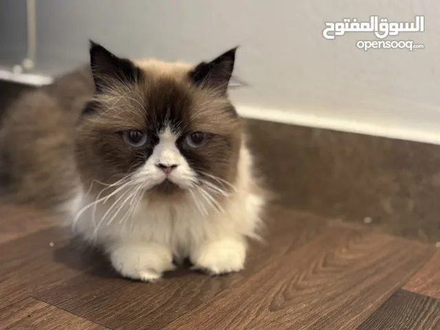 تبني قطتين