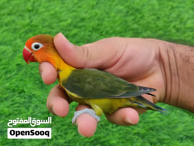 فررررررصه فيشر للبيع بسعر رخيص جدا