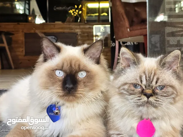 هملايا، سيامي، مطعمات