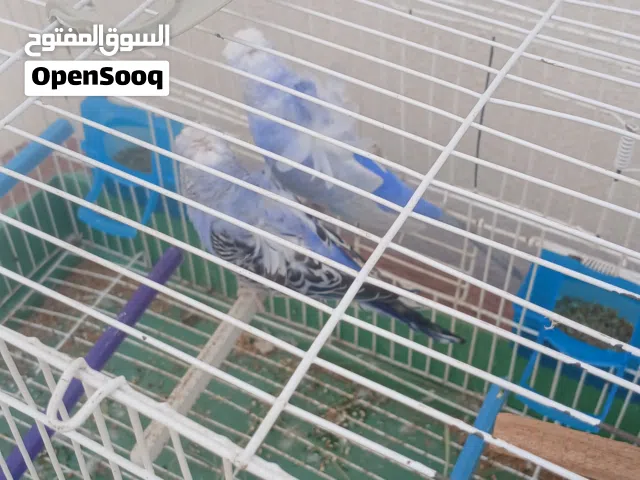 عصافير هوكو