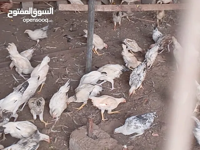 دجاج للبيع