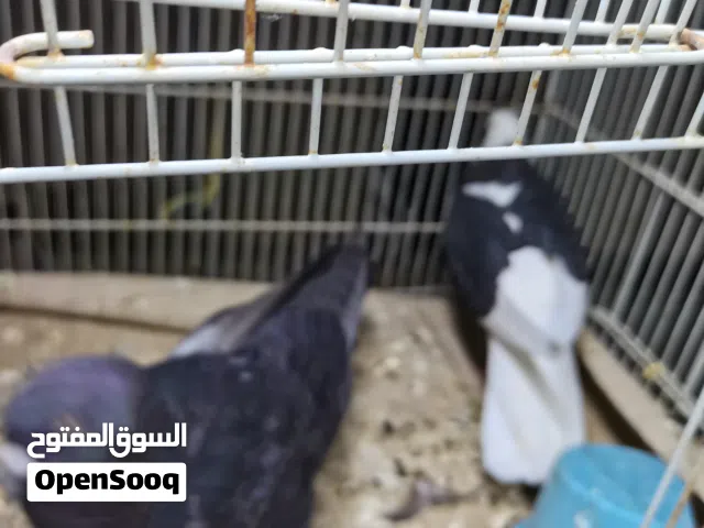 حمام كويتي ثلاث ازواج ساسات امورهن طيبه لتصفية فرصه