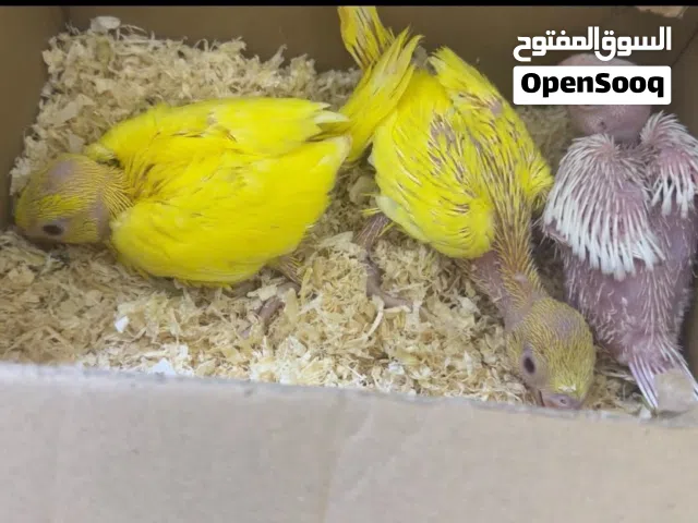 Yellow ringneck babys