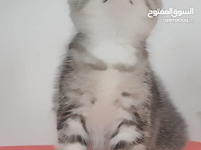 بسم الله الرحمن الرحيم، متاح 6 حبات كتن سكوتش فولد و ستريت اناث و ذكور المهتم يشوف الوصف.....