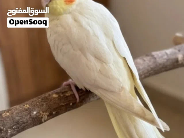 ببغاء كوكتيل مروض فل الحجم جامبو العمر شهرين مفطوم التواصل على الوتساب ببغاء كوكتيل مروض