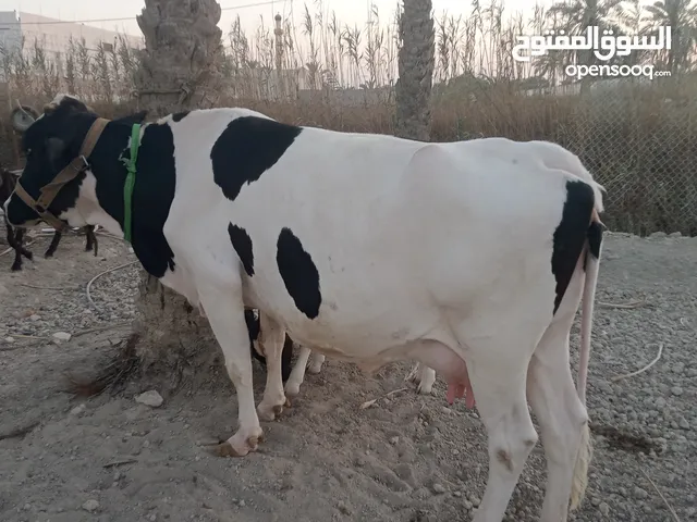 هايشه وراها عجل ابره سترالي اصلي حيوانه كافت شروط الجني حليب بيها خير من الله