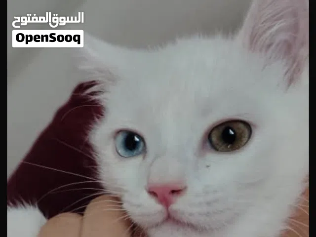 قط للتبني بدون بيع السبب ظروف سفر