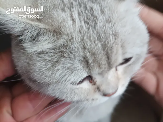 قط يوناني ابيض