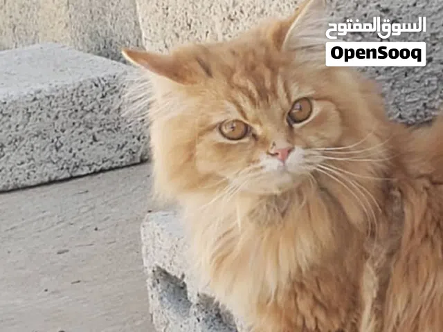 ذكر انثي لي تبني الجادين فقط  ضرار تكون بنت تبني يعني مجان ما تدفع ريال