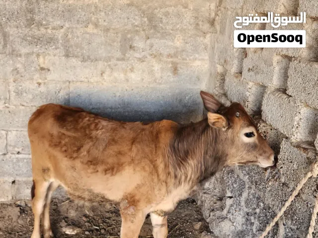 عجل طيب للبيع