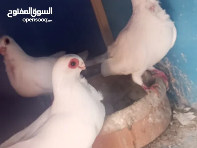 حمام جوز بولنديات