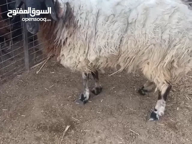 للبيع نعجه نثيه اتريده كصابه او جني وزن ثقيل صاحيه و ملقحه