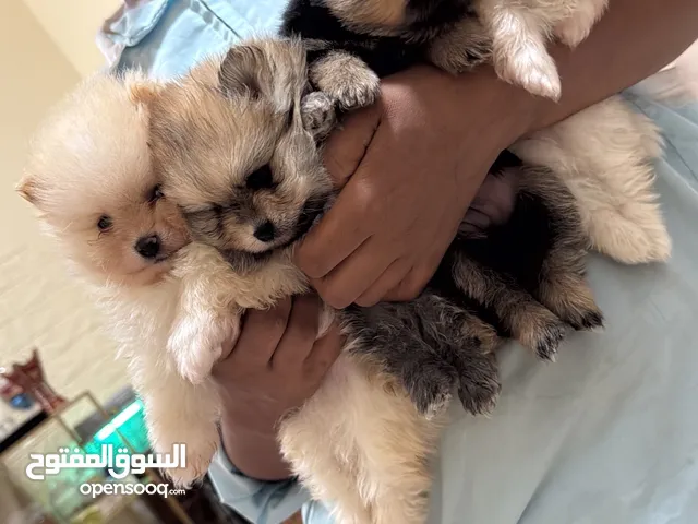 النوع بمرينيان