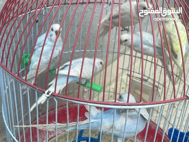طيور حب صحه ونظافه