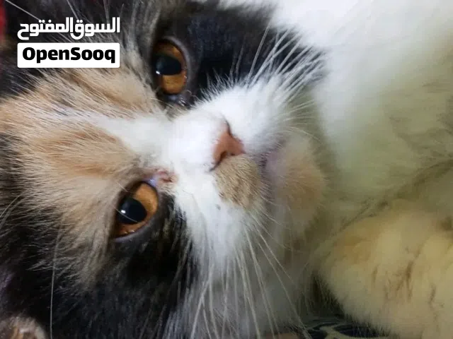 السلام عليكم عندي قطه للبيع سعر15الف وبيها مجال
