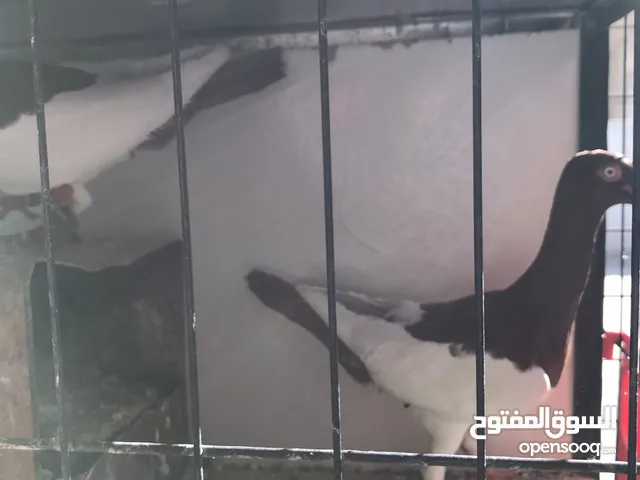 اقرأ الوصف