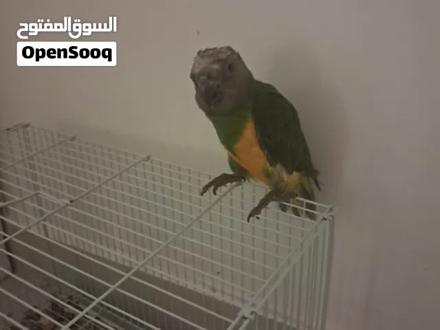 بغبغاء سنغالي للبيع
