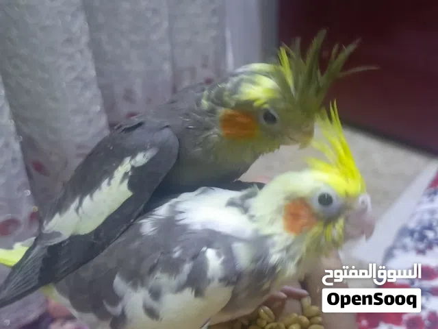 كوكتيل انتاج عراقي متعلمات على الزق