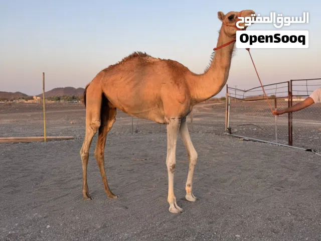 للبيع قعود