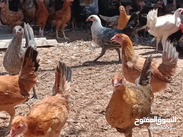 عتوقه صافيه ع فتوح انشالله عمرها 4 شهور بزبط واخذه جميع تحصينتها