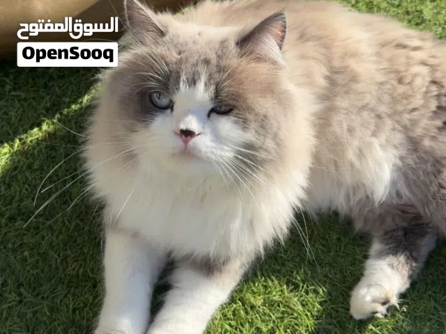 قط هملايا ذكر