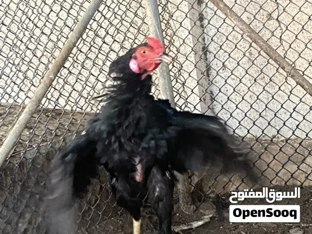 دجاج سندي الي يبا