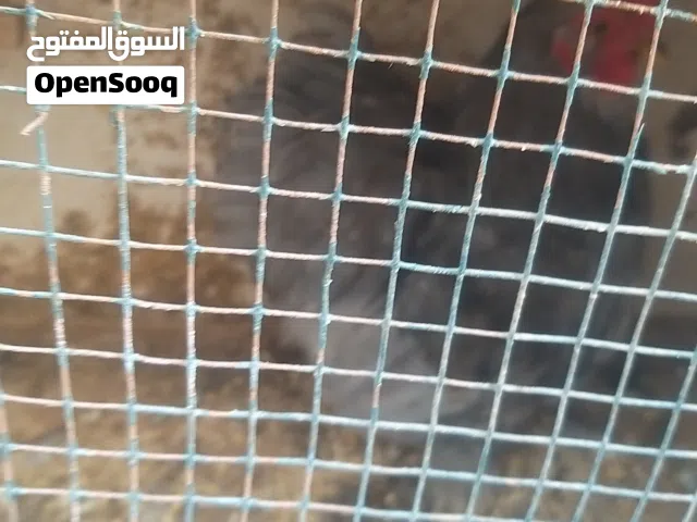 الزاويه الحرشه