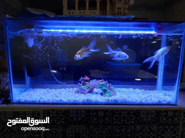 حوض اسماك زينة