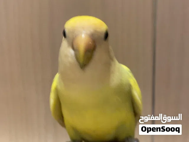 زوج روز منتج وأليف شرط