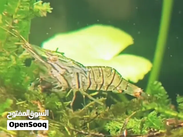 مطلوب 3 ازواج شرمب الامنو الي عده ليقصر