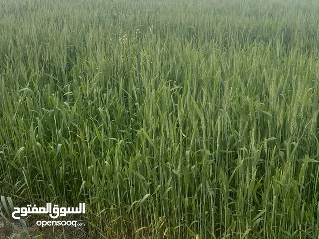 حنطه بورو بنت المغلف +حنطه عربيه بنت ثانيه