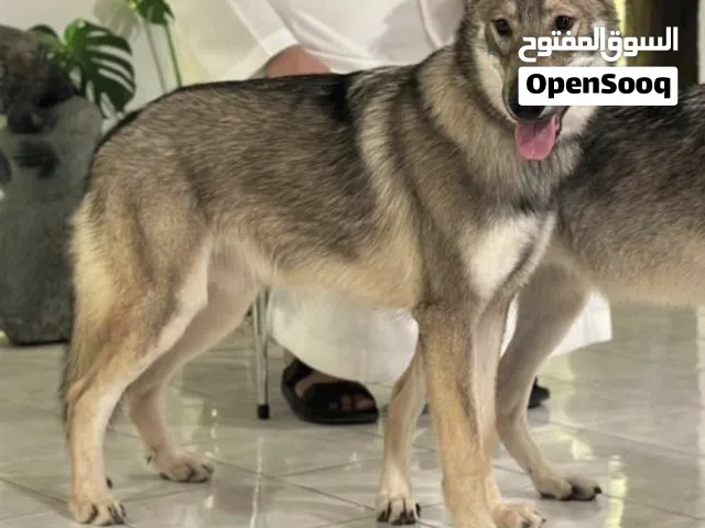 اللي عنده وولف دوق تبني يكلمني ضروري وشكران