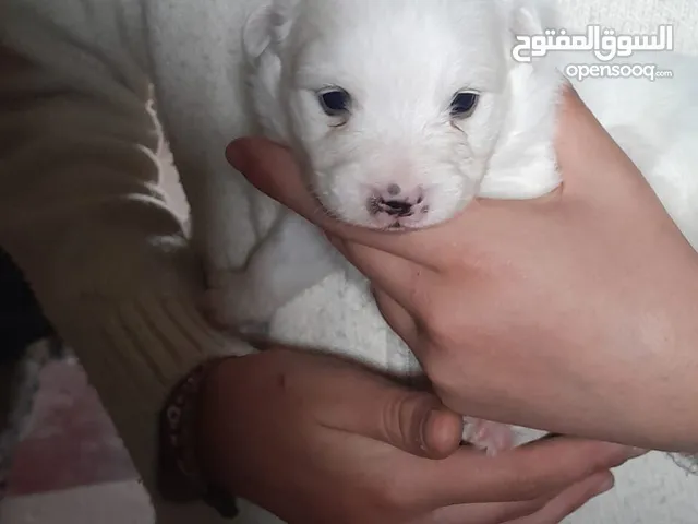 Pure white Loulou puppies for sale-3 months old- /puppy