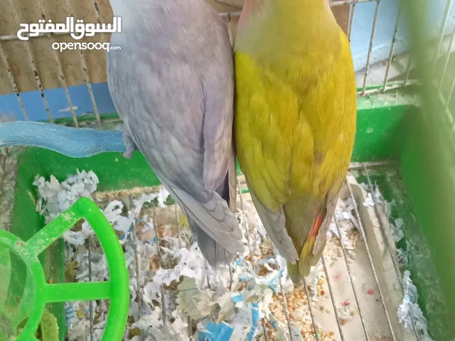 جوزين روز وجوز كوكتيل وذكر درة اليف طوق كامل