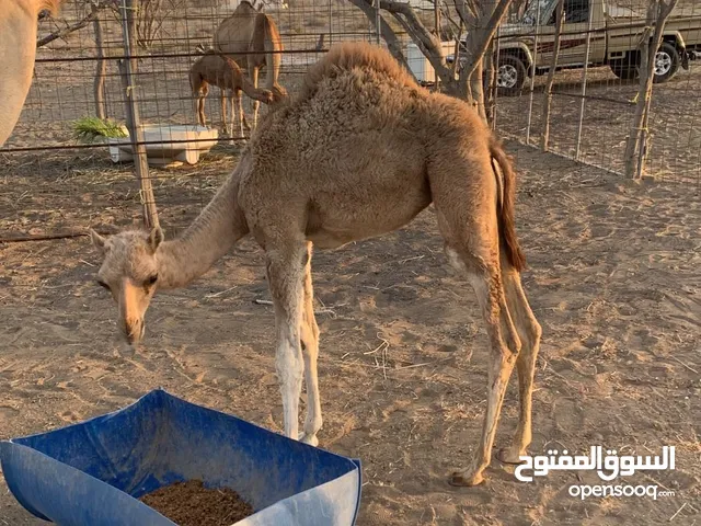حوار العمر ست شهور