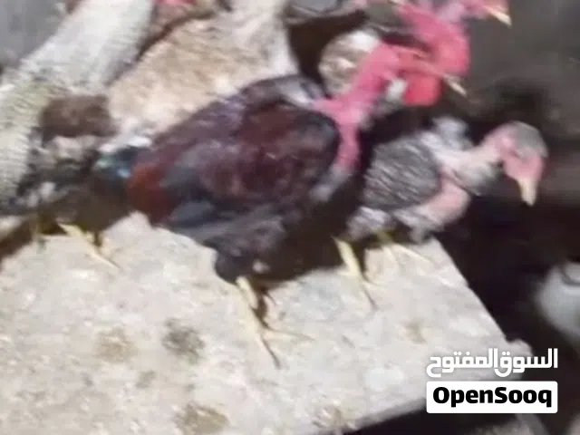 دجاج عرب بياض