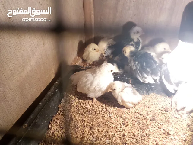 كتكوت كيني