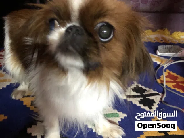 كلب فصيله بيكينيز للبيع او البدل بما يناسب