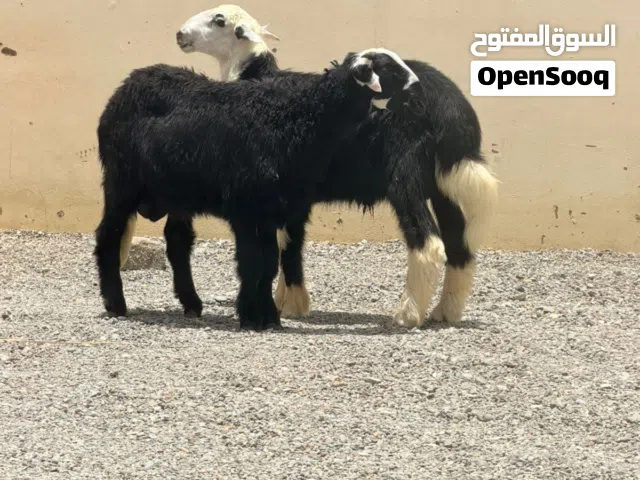 كبشان أضاحي فول سمنه