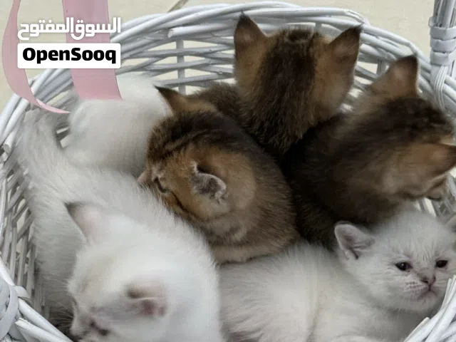 قطط  اسكوش فولد
