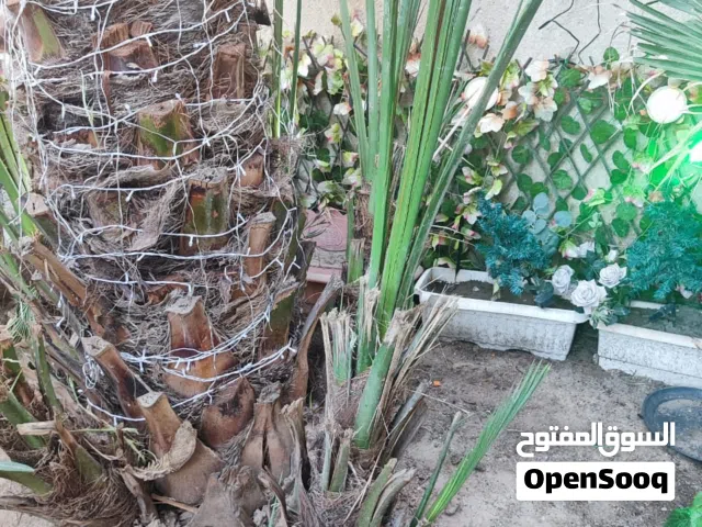 فروخ نخل برحي