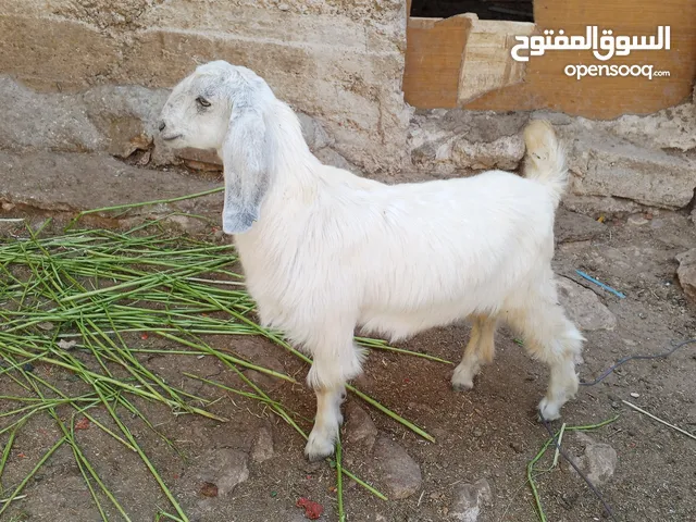 جديان ثنين نخب ما شاء الله عليهم