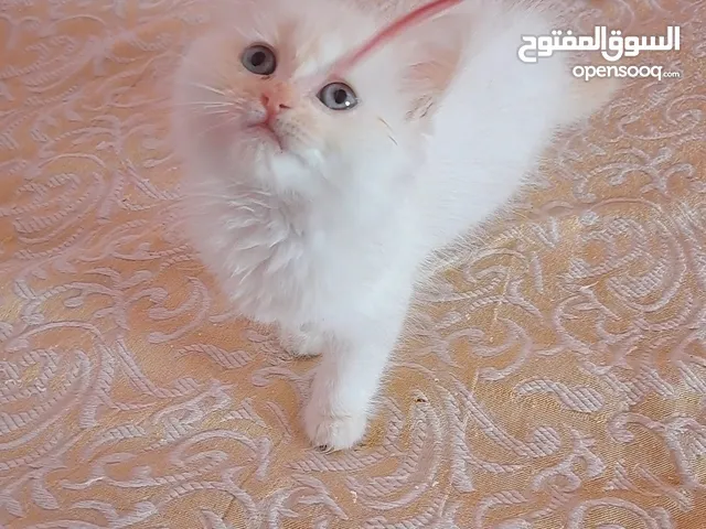 تواصل واتساب " قطط سكوتش ستريت وهملايا "