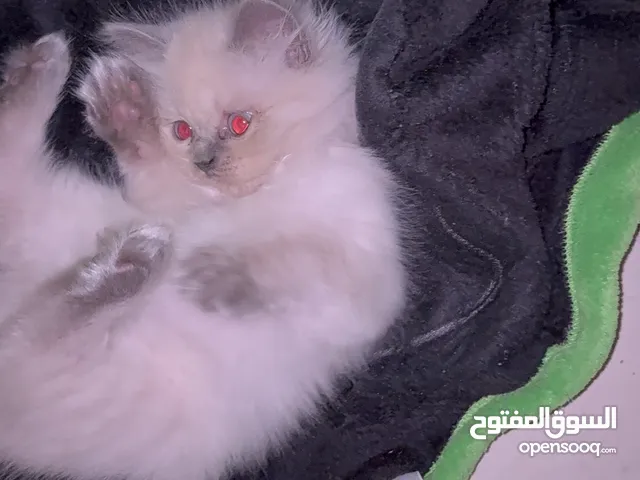 قطه هيملايا للبيع عمرها شهر