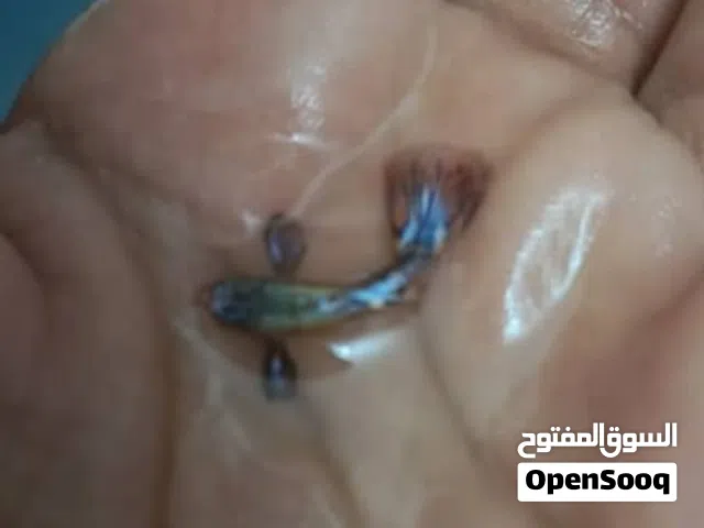 السلام عليكم متوفر اسمك كوبي