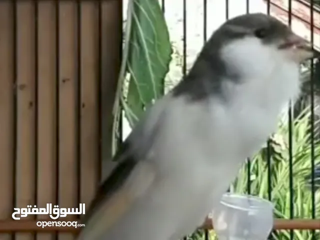 عصافير كنار جوزين