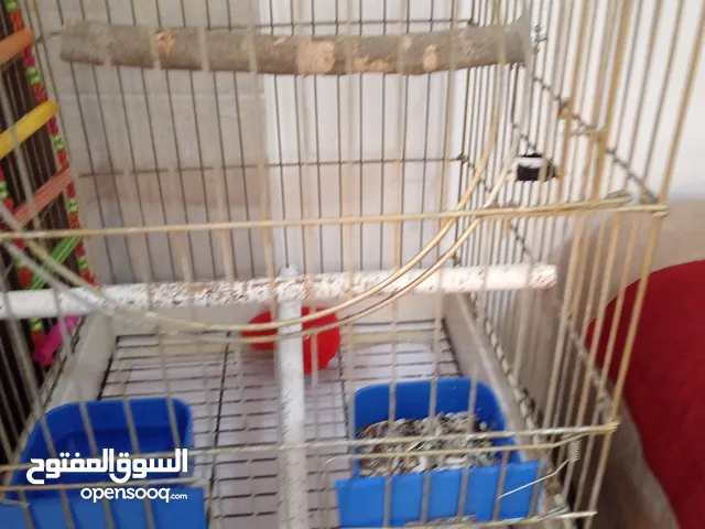قفص كاسكو حجم كبير