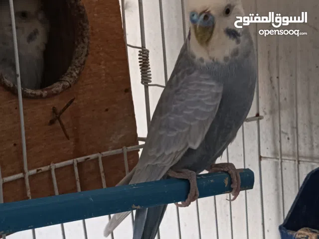 للبيع جوز والانثى فرديه التفاصيل في لإعلان